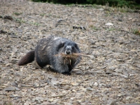 Marmot